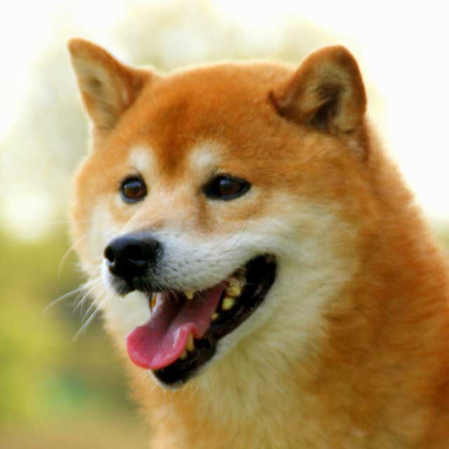 中型犬
