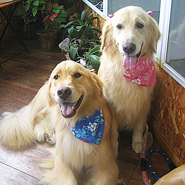 大型犬