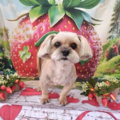 あずきちゃん12歳