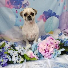 陸君４歳