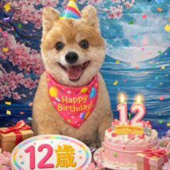 こやぶ君12歳