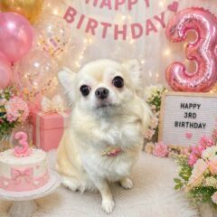ココちゃん3歳