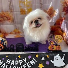 はなちゃん12歳