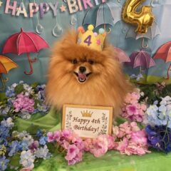 ポロン君4歳
