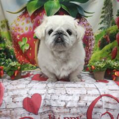 ココちゃん10歳