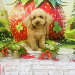 ティンクちゃん12歳