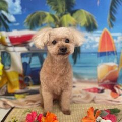 くーちゃん14歳