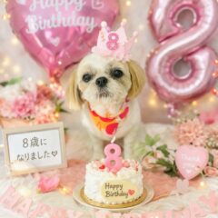 パピコちゃん8歳