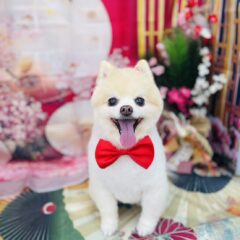 モコちゃん13歳