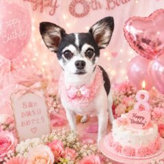モモちゃん8歳