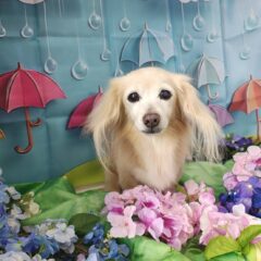 ゆずちゃん17歳