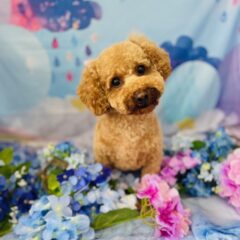 愛ちゃん３歳