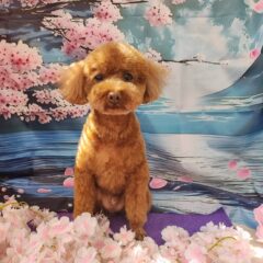 ろく君4歳