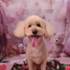 すずちゃん13歳
