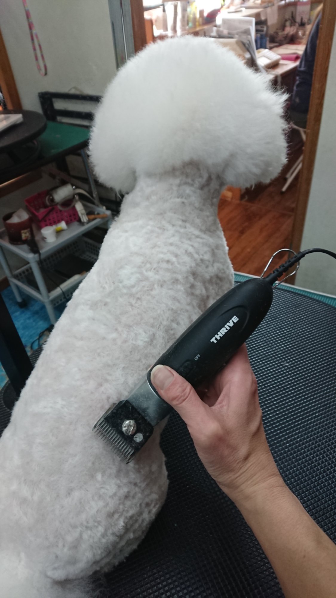 DSCPDC_0002_BURST20260118121412043_COVER.JPG image