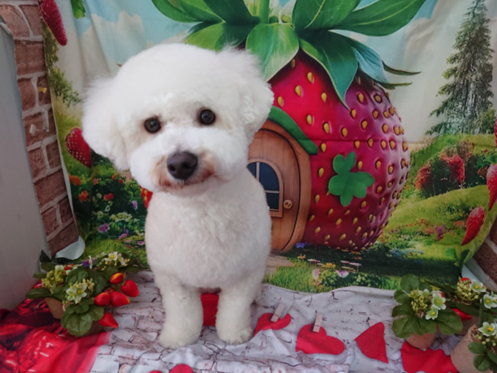 DSCPDC_0002_BURST20260203153945894_COVER.JPG image