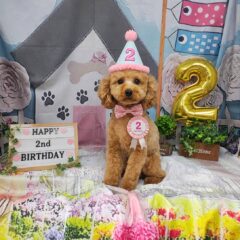 momo君２歳