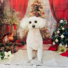 シロちゃん11歳