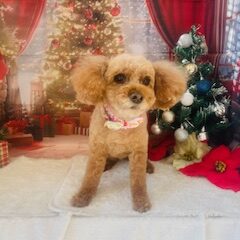 まろんちゃん14歳