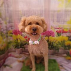 ハル君3歳