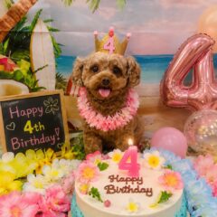 ちょこちゃん４歳
