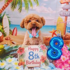 パック君8歳