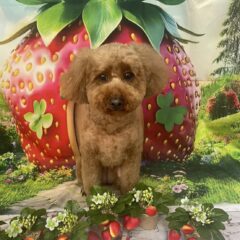 チョコちゃん3歳