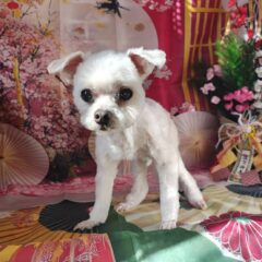 ちょこび君 17歳