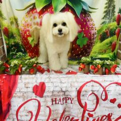 ソフィーちゃん6歳