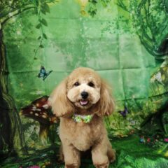 ハッピー君１歳