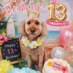 くうすけ君13歳