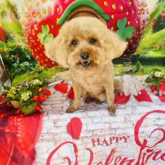 ハッピーちゃん8歳